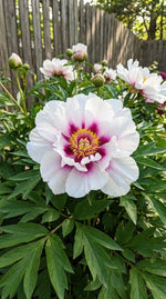 Paeonia 'Cora Louise' (Peony) - Harding & Bloom