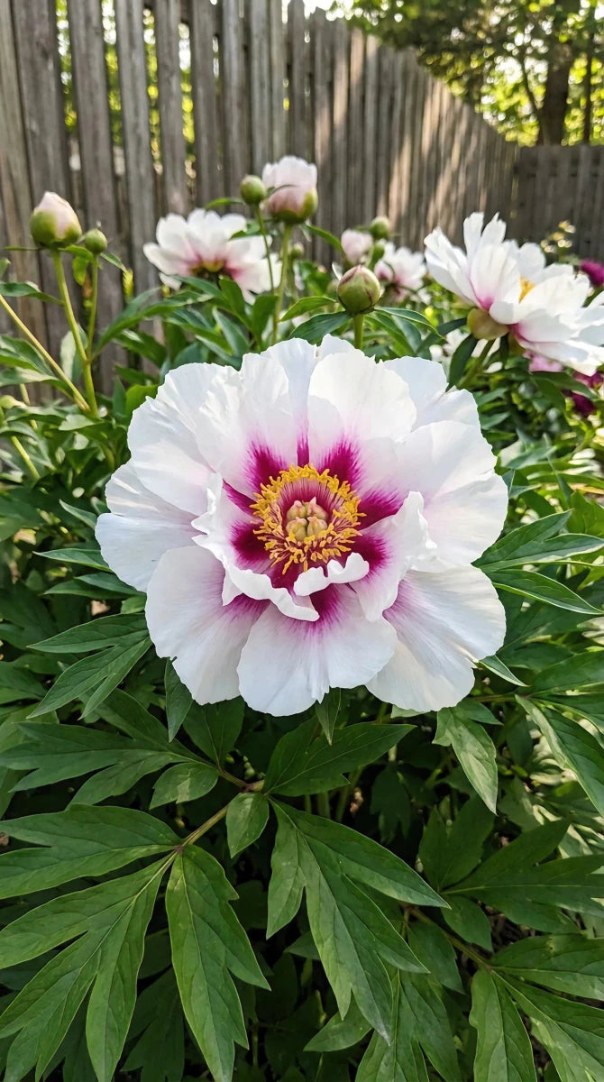 Paeonia 'Cora Louise' (Peony) - Harding & Bloom