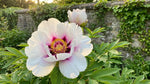 Paeonia 'Cora Louise' (Peony) - Harding & Bloom