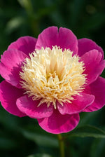 Paeonia 'Bowl of Beauty' (Peony) - Harding & Bloom