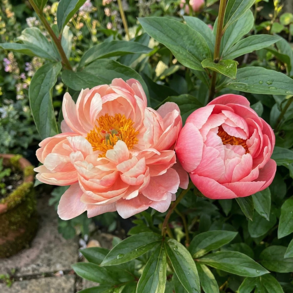 Paeonia 'Coral Charm' - Harding & Bloom