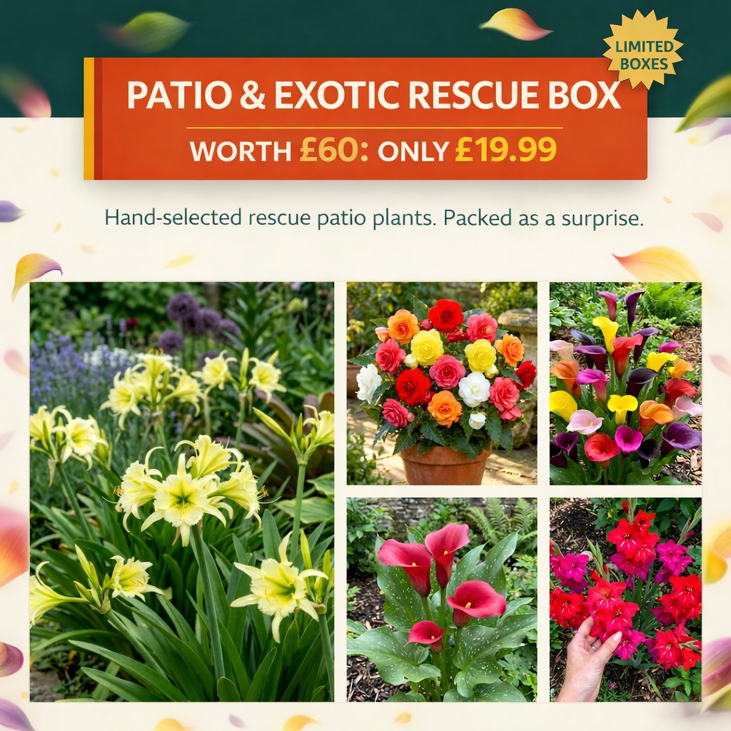 Patio & Exotic Rescue Box - £60 of Plants for £19.99 - Harding & Bloom