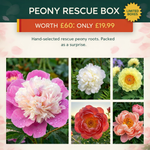 Peony Rescue Box - £60 of Peony Roots for £19.99 - Harding & Bloom
