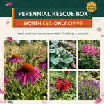 Perennial Rescue Box - £60 of Plants for £19.99 - Harding & Bloom