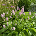 Persicaria bistorta - ‘Superba’ (Bistort) – perennial garden photograph 2