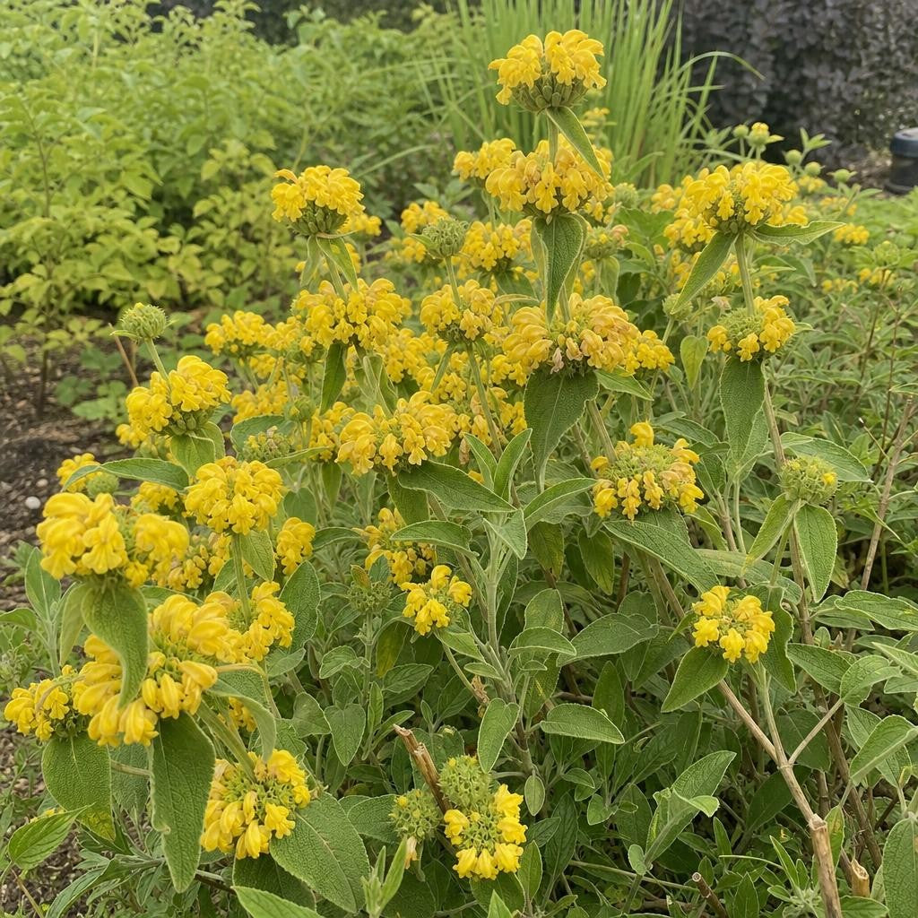 Phlomis russeliana (Jerusalem Sage) – perennial garden photograph 2