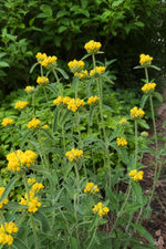 Phlomis russeliana (Jerusalem Sage) – perennial garden photograph 3