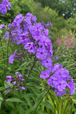 Phlox paniculata - ‘Blue Paradise’ – perennial garden photograph 3