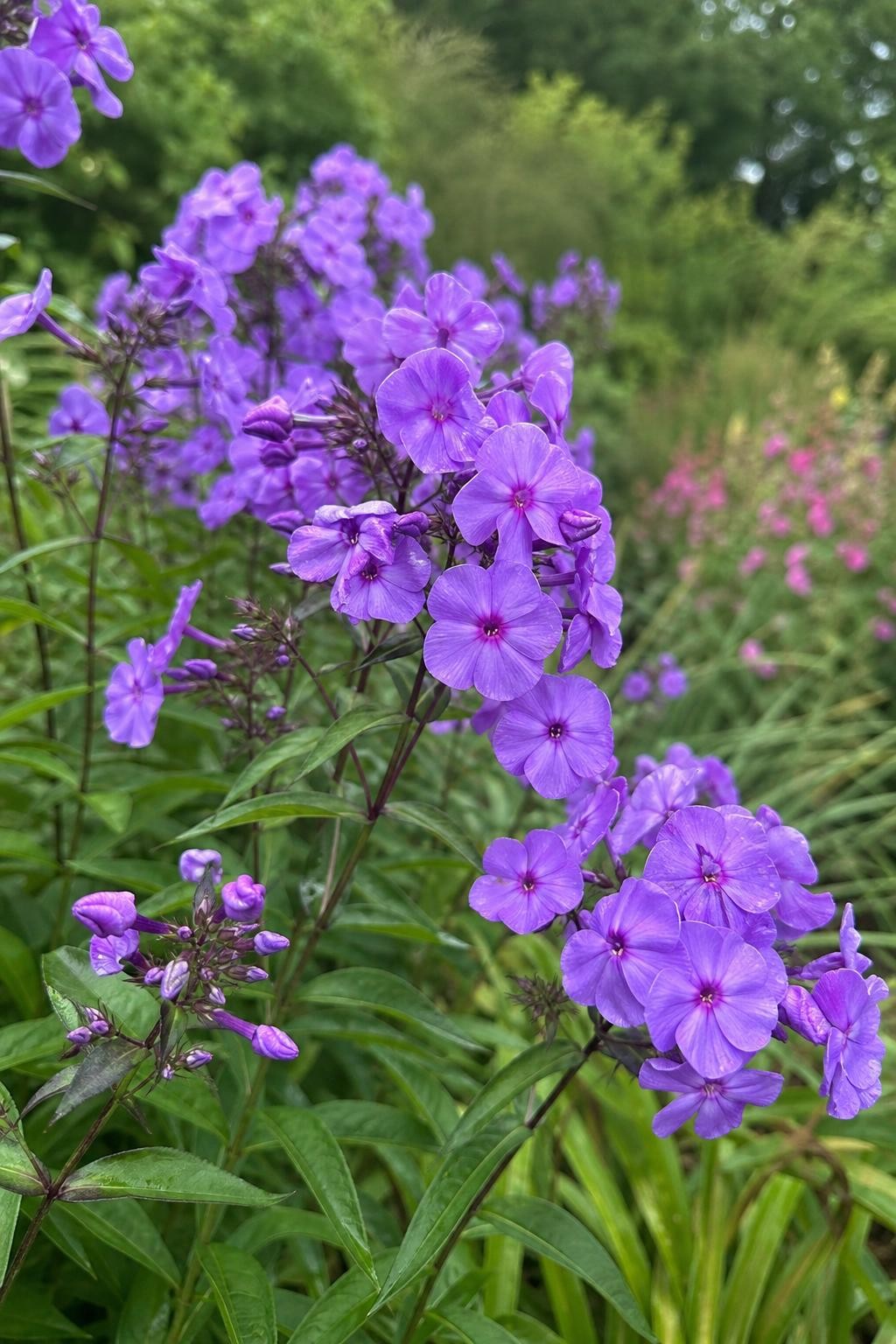 Phlox paniculata - ‘Blue Paradise’ – perennial garden photograph 3