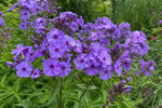 Phlox paniculata - ‘Blue Paradise’ – perennial garden photograph 4