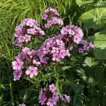 Phlox paniculata - ‘Bright Eyes’ – perennial garden photograph 2