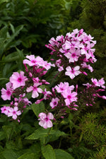 Phlox paniculata - ‘Bright Eyes’ – perennial garden photograph 3