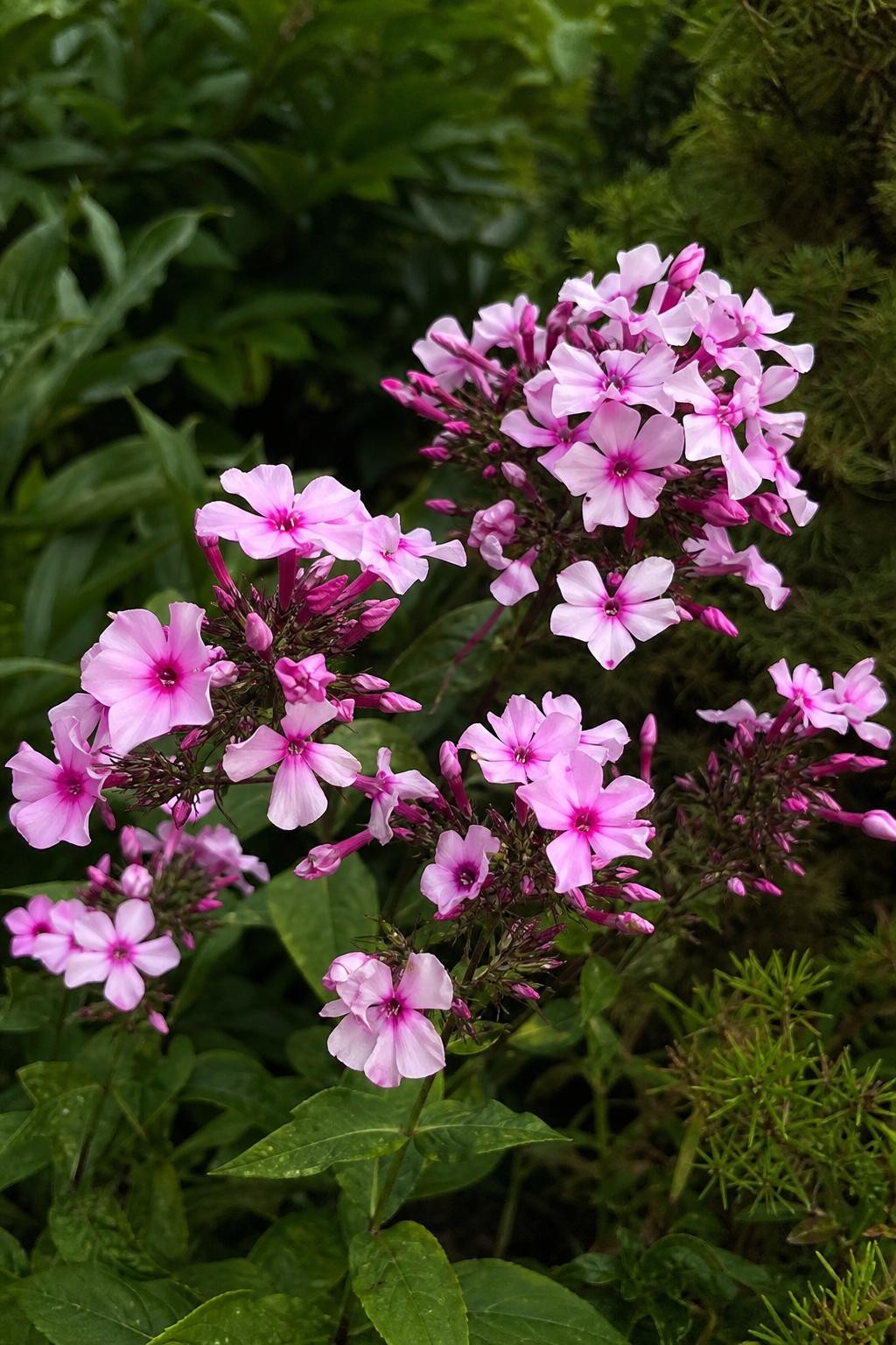 Phlox paniculata - ‘Bright Eyes’ – perennial garden photograph 3