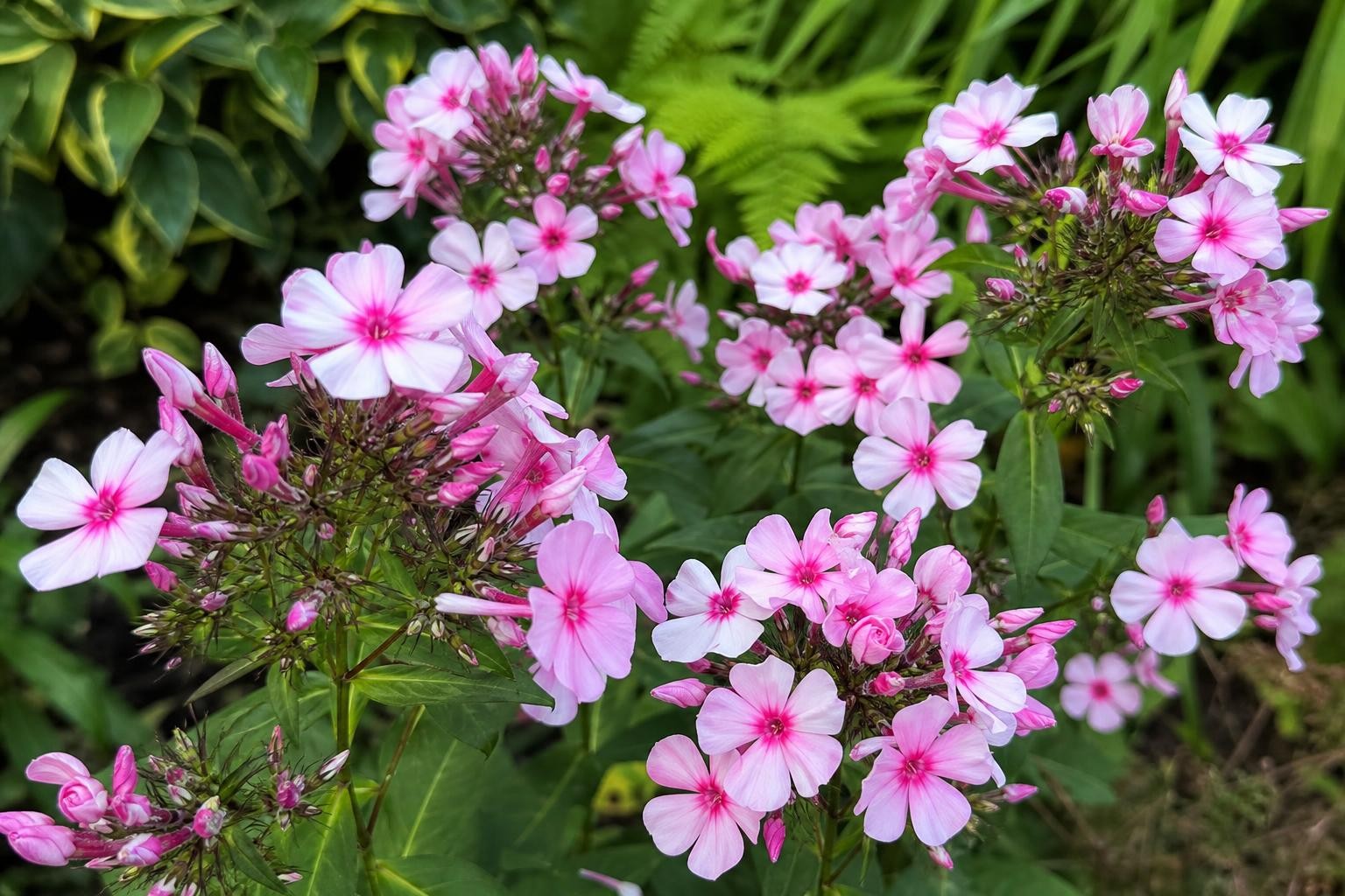 Phlox paniculata - ‘Bright Eyes’ – perennial garden photograph 4