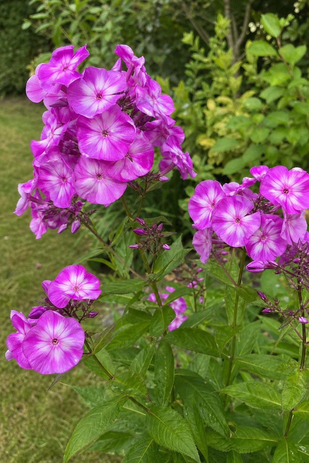 Phlox paniculata - ‘Laura’ – perennial garden photograph 3