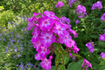 Phlox paniculata - ‘Laura’ – perennial garden photograph 4