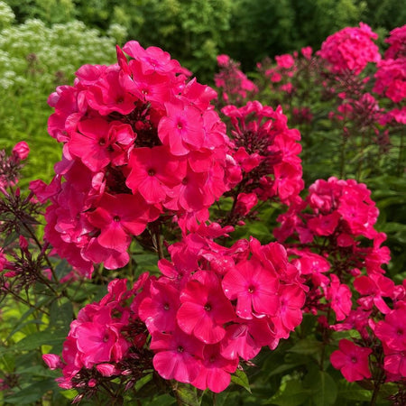 Phlox paniculata - ‘Starfire’ – perennial garden photograph 1
