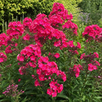 Phlox paniculata - ‘Starfire’ – perennial garden photograph 2