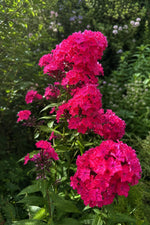 Phlox paniculata - ‘Starfire’ – perennial garden photograph 3