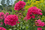 Phlox paniculata - ‘Starfire’ – perennial garden photograph 4