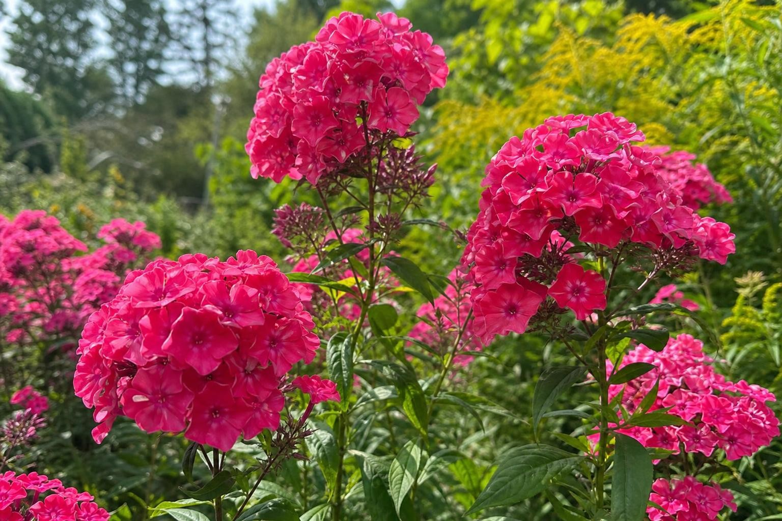 Phlox paniculata - ‘Starfire’ – perennial garden photograph 4