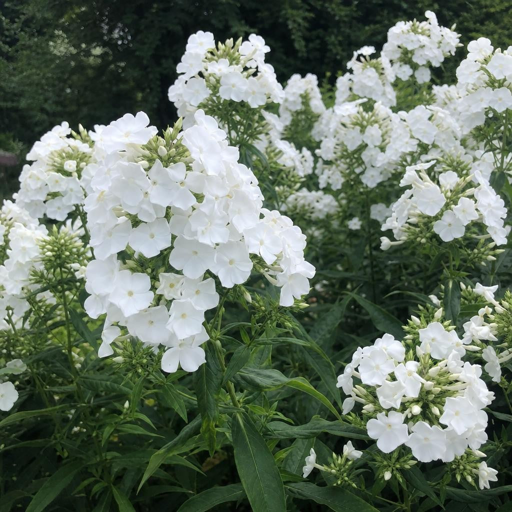Phlox paniculata - ‘White Admiral’ – perennial garden photograph 2