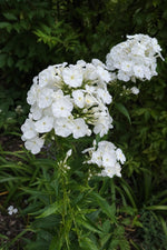Phlox paniculata - ‘White Admiral’ – perennial garden photograph 3