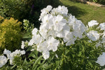 Phlox paniculata - ‘White Admiral’ – perennial garden photograph 4
