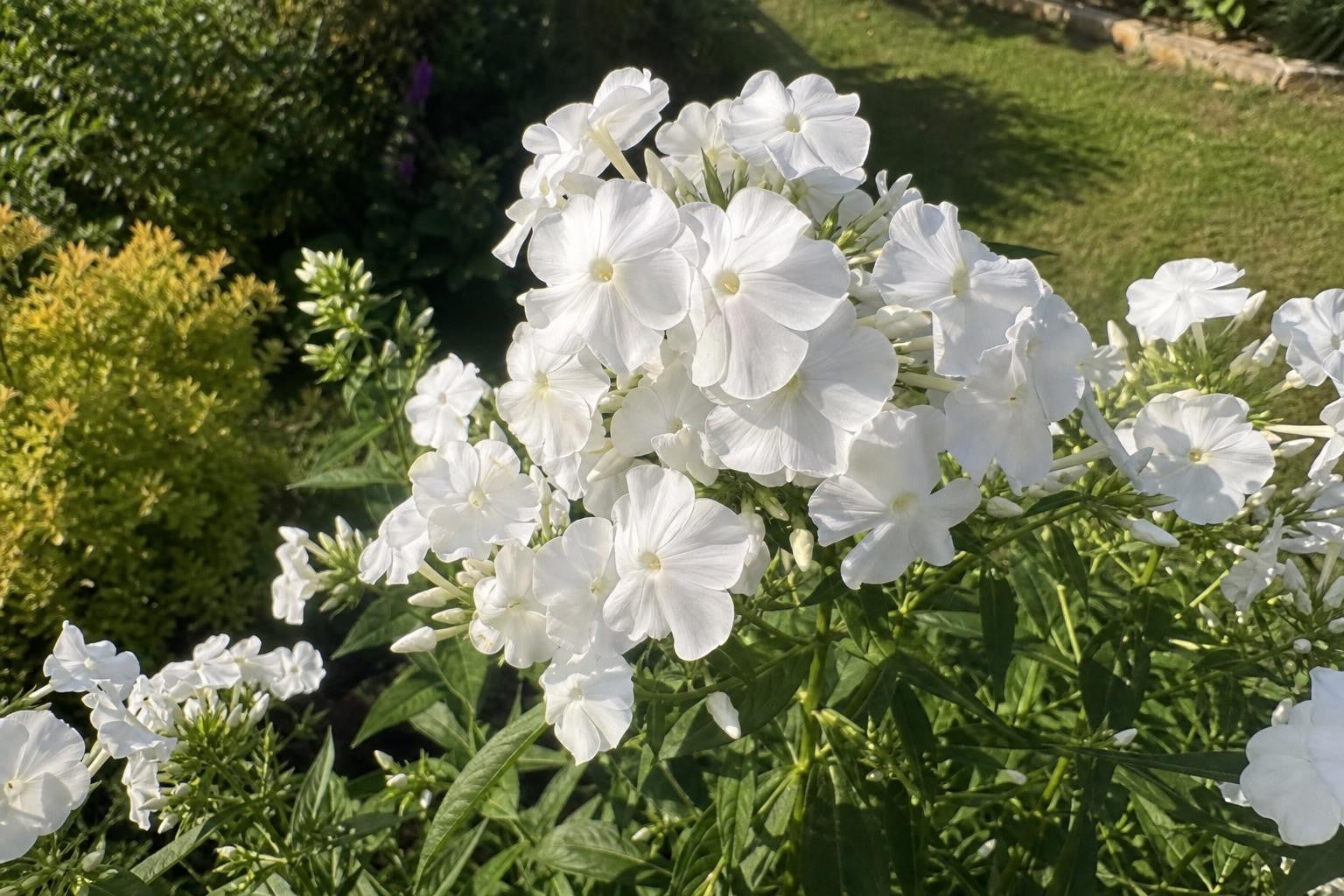 Phlox paniculata - ‘White Admiral’ – perennial garden photograph 4