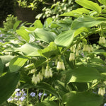 Polygonatum multiflorum (Solomon's Seal) – perennial garden photograph 1