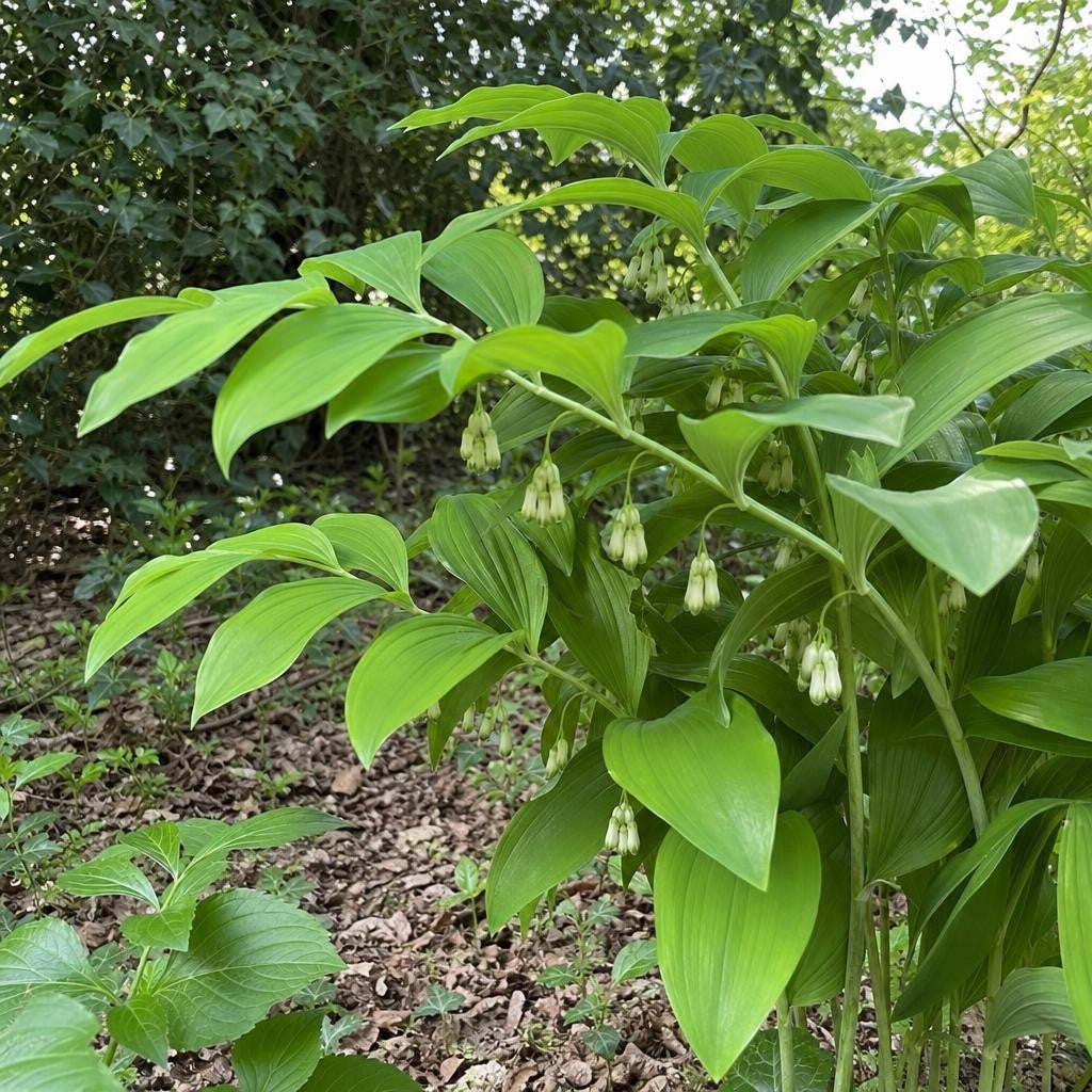 Polygonatum multiflorum (Solomon's Seal) – perennial garden photograph 2