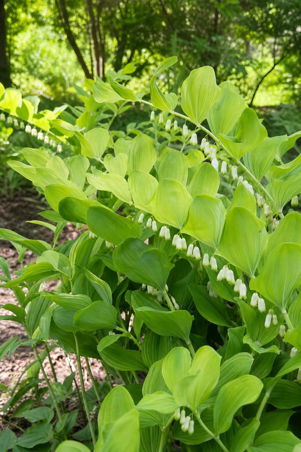 Polygonatum multiflorum (Solomon's Seal) – perennial garden photograph 3