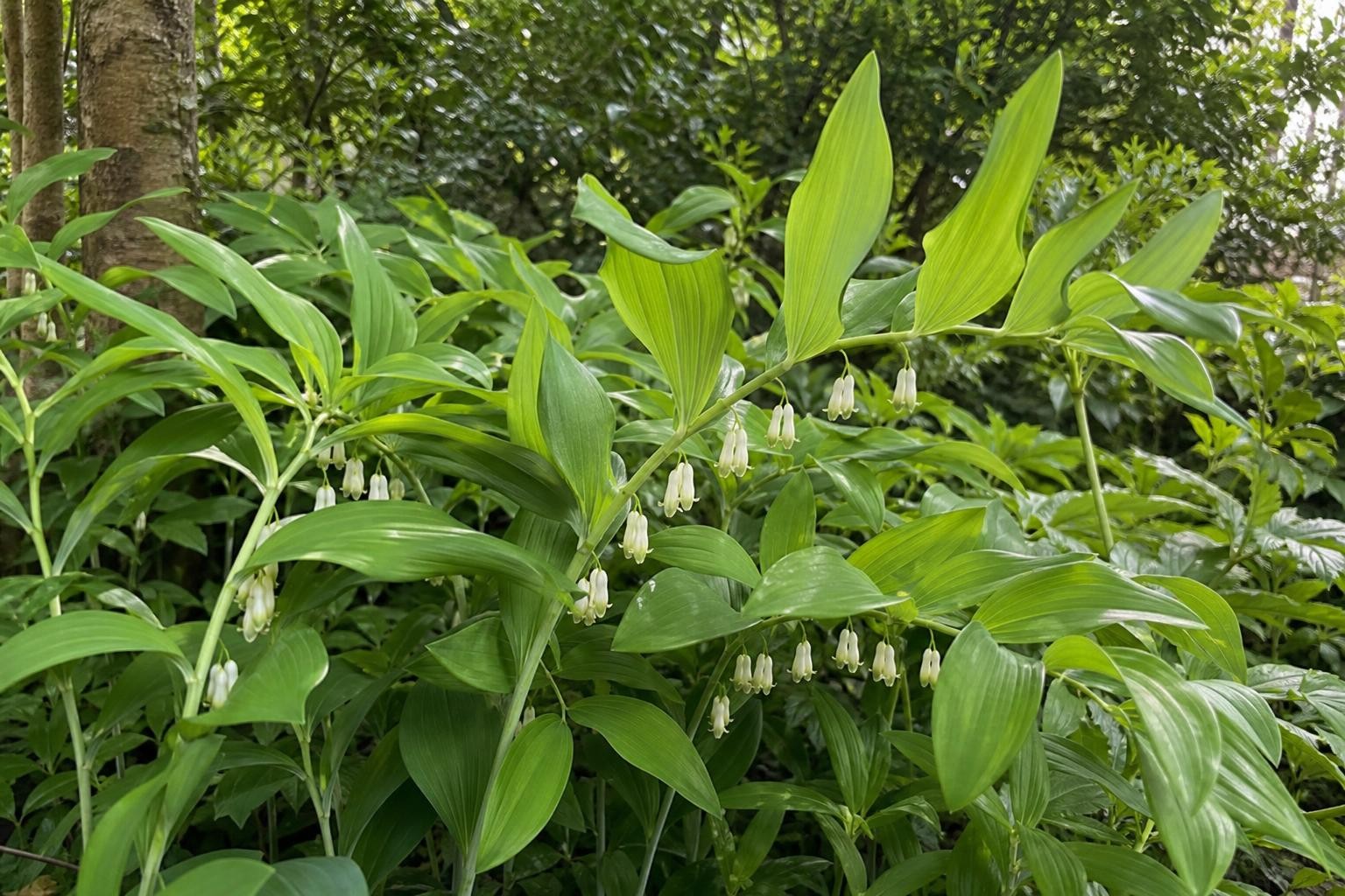Polygonatum multiflorum (Solomon's Seal) – perennial garden photograph 4