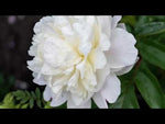 Paeonia 'Duchesse de Nemours' (Peony) video | Harding & Bloom