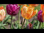 Tulipa 'Parrot Mixed' (Tulip) video | Harding & Bloom