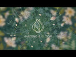 Allium 'Arctic Snow' (Schubert's allium 'Arctic Snow) video | Harding & Bloom