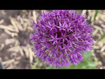 Allium 'Aflatunense' (hollandicum) video | Harding & Bloom