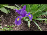 Iris 'Mixed' video | Harding & Bloom