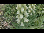 Fritillaria 'Alba' (Persian lily) video | Harding & Bloom