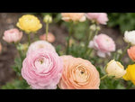Ranunculus 'Elegance Pastello Mix' video | Harding & Bloom