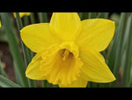 Narcissus 'Sweetness' (daffodil) video | Harding & Bloom