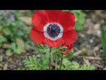 Anemone 'Hollandia' (Garden anemone) video | Harding & Bloom