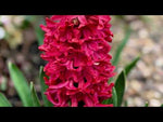 Hyacinthus 'Jan Bos' (Hyacinth) video | Harding & Bloom