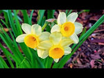 Narcissus 'Minnow' (Daffodil) video | Harding & Bloom