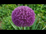 Allium 'Ambassador' video | Harding & Bloom
