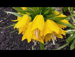 Fritillaria 'Maxima Lutea' (crown imperial) video | Harding & Bloom