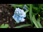 Muscari 'Blue' video | Harding & Bloom