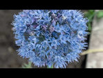 Allium 'Caeruleum' (blue-flowered garlic) video | Harding & Bloom