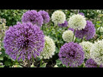 Allium 'Large Flowering Mix' video | Harding & Bloom