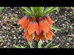 Fritillaria 'Garland Star Imperialis' video | Harding & Bloom